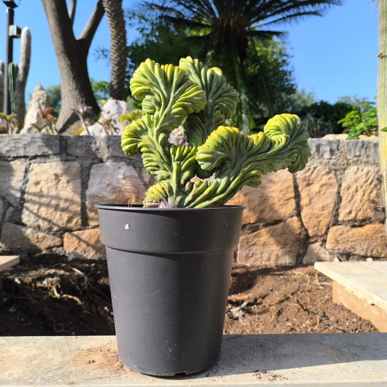 Myrtillo cactus crestato cv intermedia