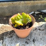Myrtillo cactus crestato varietà Minore