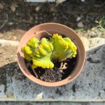 Myrtillo cactus crestato varietà Minore 2