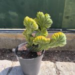 Myrtillocactus crestato varietà intermedia