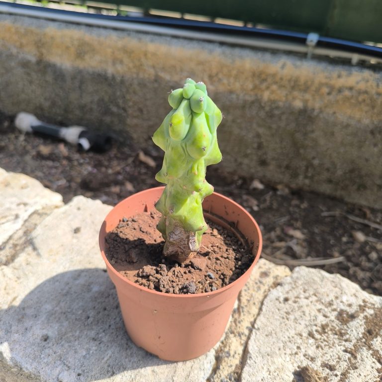 Myrtillocactus fucurunbongimo