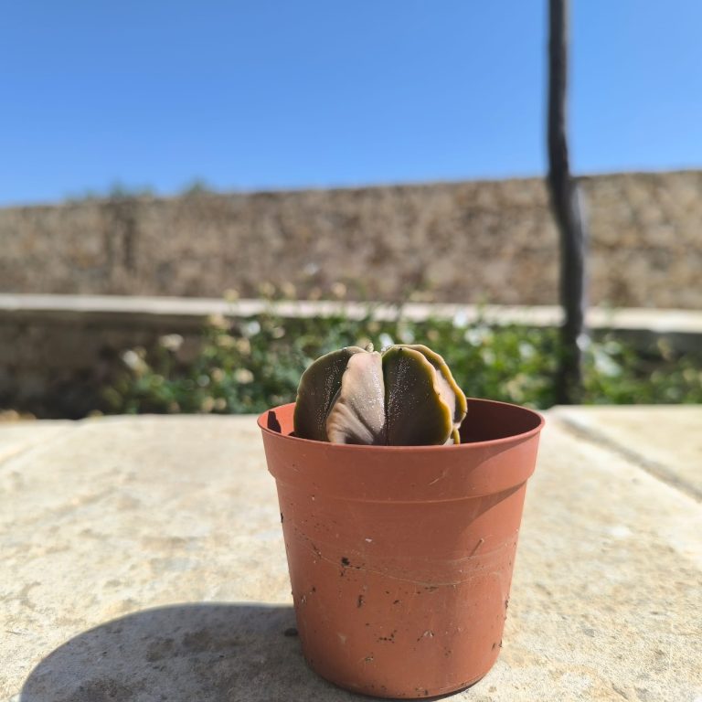myriostigma
