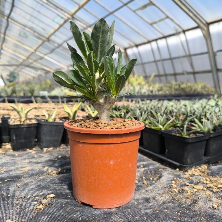 pachypodium saundersii