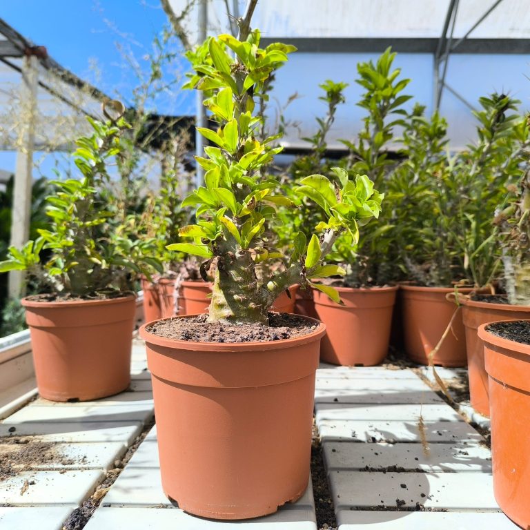 paghypodium 2